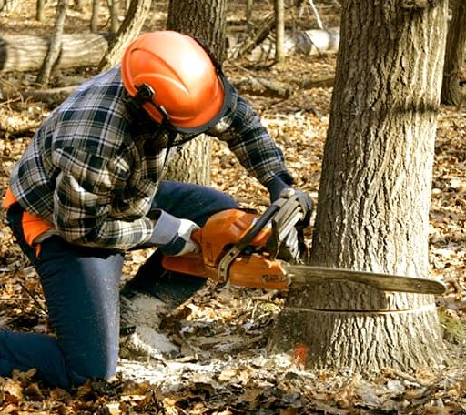 Tree Removal in New Washington, OH